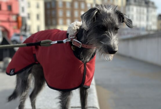 whippet greyhound coat